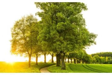 Controllo sulle alberature